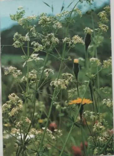 Gemeines oder Wiesen-Labkraut vor Blüte