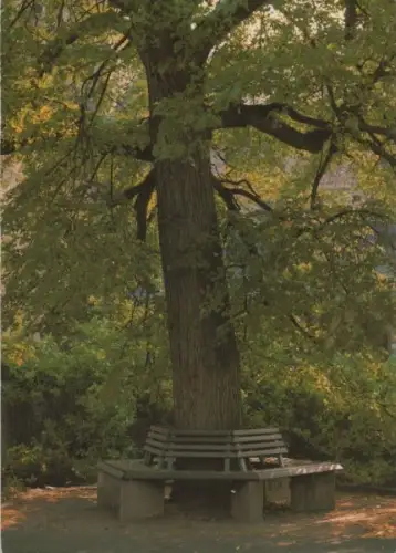 Bank um einen Baum herum - 1999