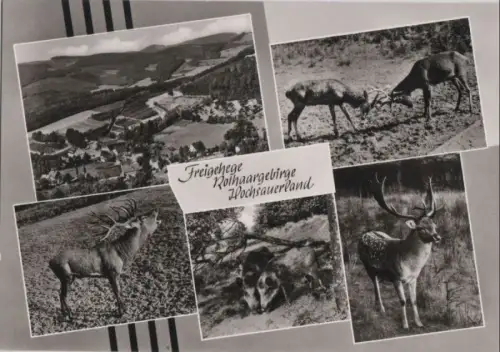 Rothaargebirge - Freigehege