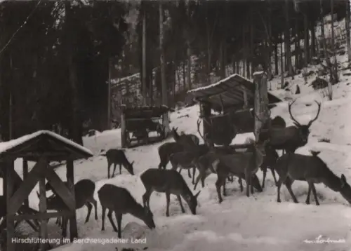 Berchtesgadener Land - Hirschfütterung - 1966