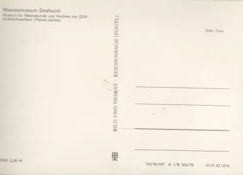Stralsund - Meeresmuseum, Strahlenfeuerfisch