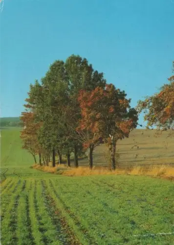 Bäume am Feldrand - 1990