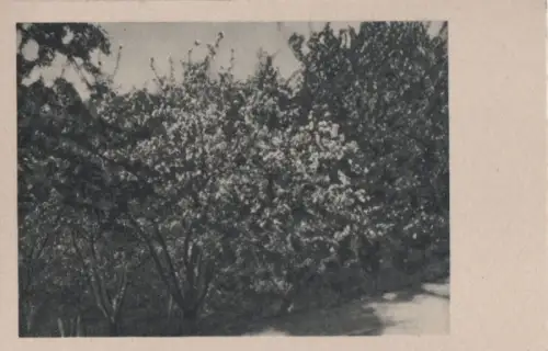 blühender Strauch - ca. 1955