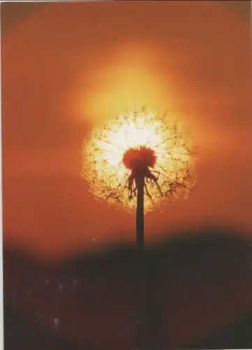 Löwenzahn Sonderstempel