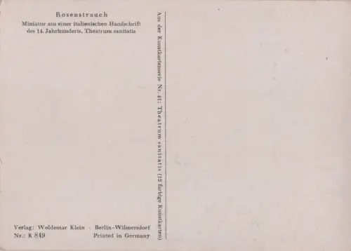 Rosenstrauch Miniatur