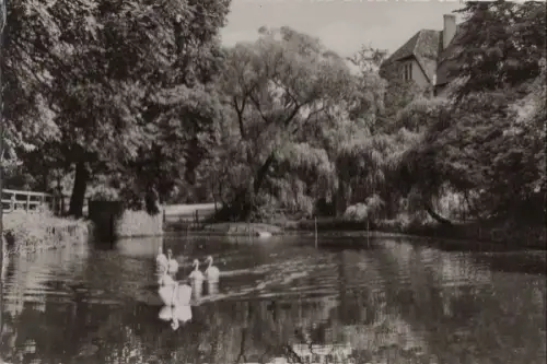 Northeim - Schwanenteich