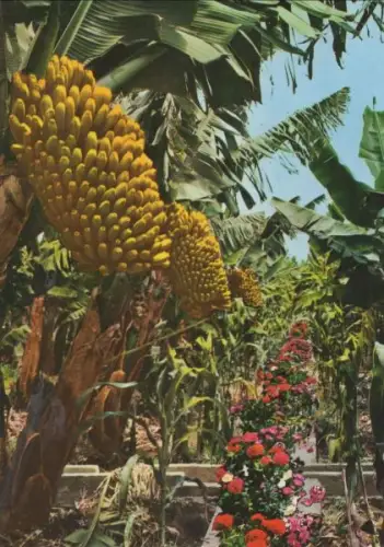 Spanien - Gran Canaria - Spanien - Bananenpflanzen