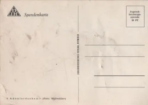 Adonisröschen vor Hügel