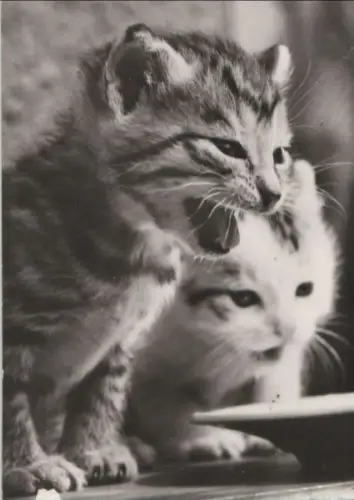 zwei Katzen schwarzweiß