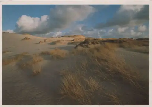 Dünen grasbewachsen