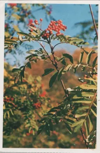 Vogelbeeren vor blauem Himmel