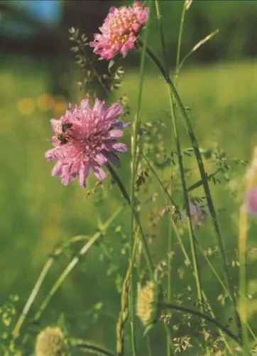 Acker-Witwenblume blühend