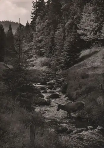 Rottier im Wildbach - ca. 1960