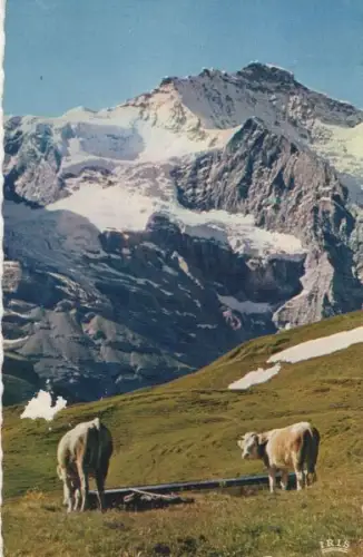 Schweiz - Jungfrau - Schweiz - Weide
