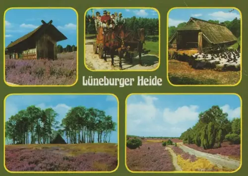 Lüneburger Heide - 5 Bilder