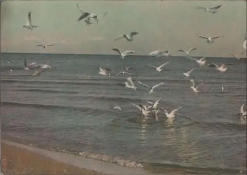 Ostsee - Möwen am Strand - 1965