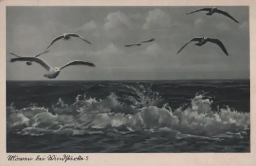 Norderney - Möwen bei Windstärke 5 - ca. 1950