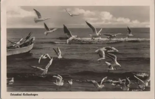 Boltenhagen, Ostseebad - Möwen
