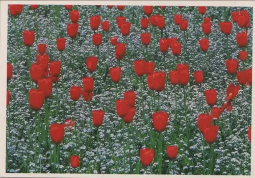 Tulpen auf Blumenwiese