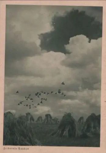 Feldernde Tauben Garben