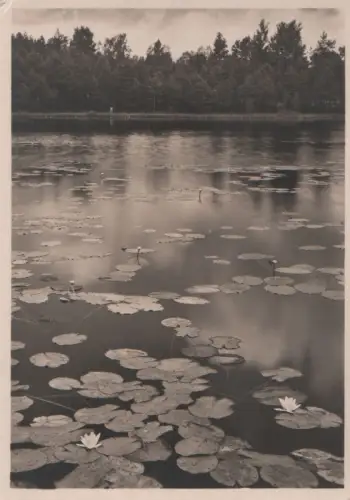 Waldsee mit Seerosen - ca. 1950