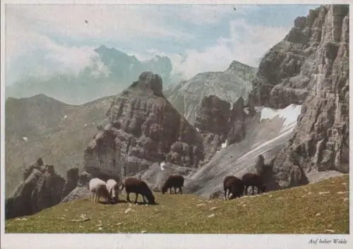 Österreich - Österreich - Stubaier Alpen - Auf hoher Weide - ca. 1965