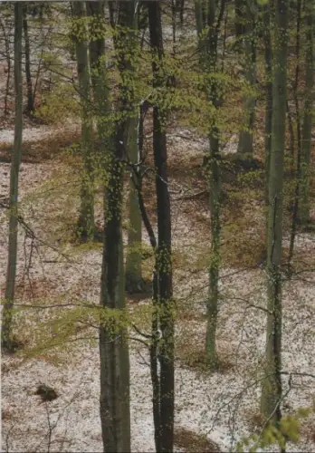 Wald Laubbäume
