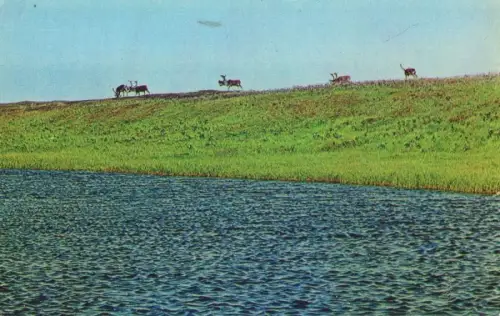 Tiere auf einem Hügel