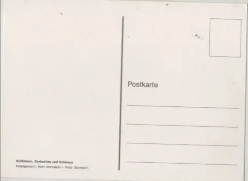 Scabiosen Arrangement