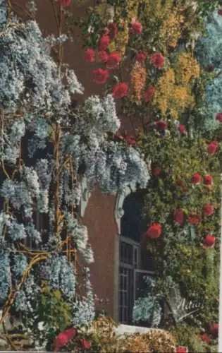 Frankreich - Frankreich - Cote d\\\\\\\’Azur - Glycines en Fleurs - ca. 1965