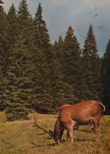 Schwarzwald - Rotwild - 1967