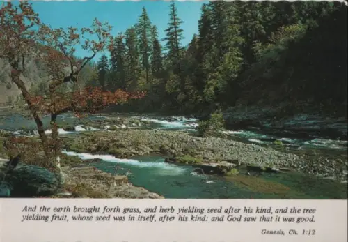 Breiter Bach im waldigen Tal - ca. 1980