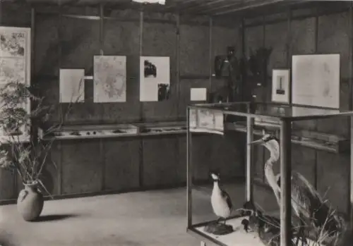 Neuruppin - Stendenitz Waldmuseum innen - ca. 1965