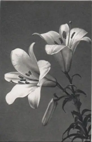 Königslilie zwei Blüten