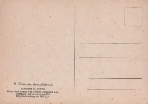 Sumpfohreule brütend