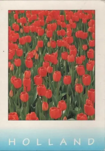 Niederlande - Niederlande - Holland - 2000