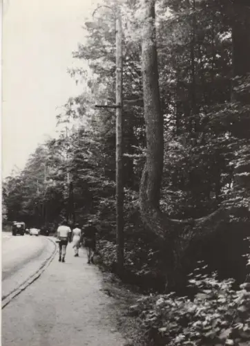 Polen - Ruciane - Polen - Pomnik przyrody