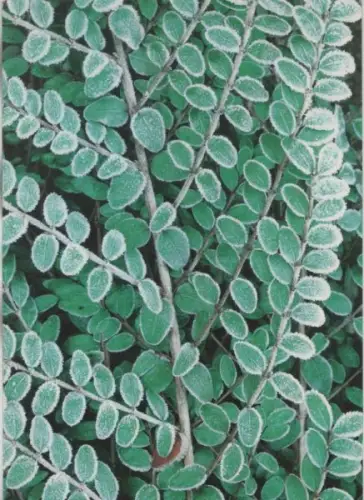 Felsenmispel bereift