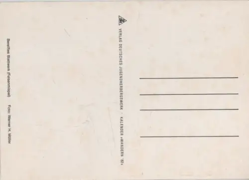 Felsenmispel bereift