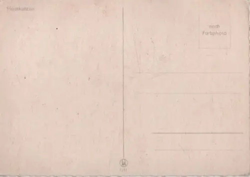 Zwei Katzen Hauskatzen