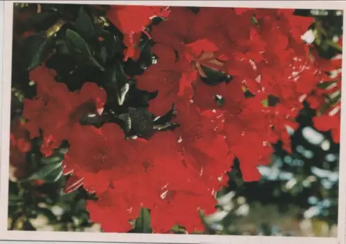 Blütenzauber in rot