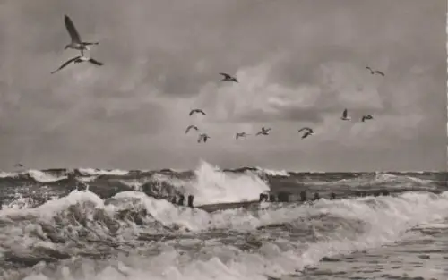 Borkum - Möwen in der Brandung - ca. 1965