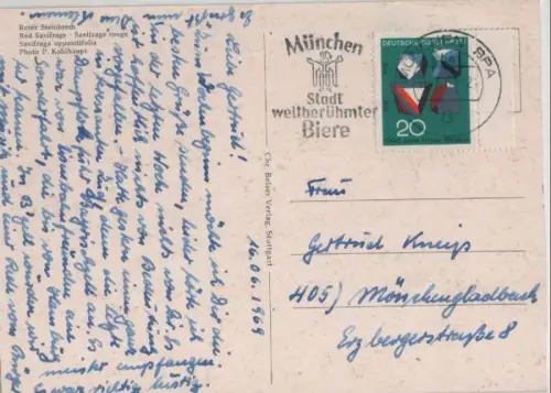 Roter Steinbrech blühend