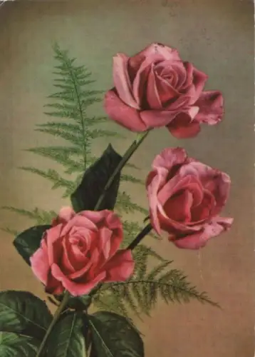 Rosen rote Blüten