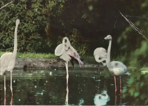 Kronberg - Flamingos im Freigehege
