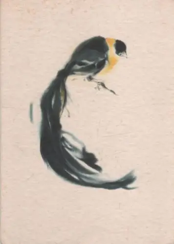 Paradieswitwe Afrika