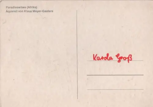 Paradieswitwe Afrika