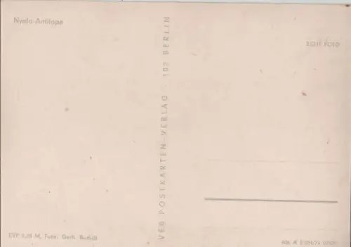 Nyala-Antilope langes Fell