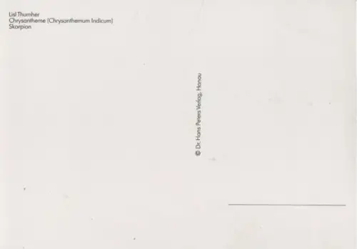 Lisl Thurnher Chrysnatheme