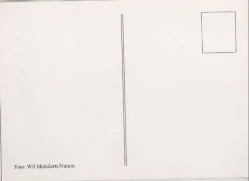 Raubtier auf Anhöhe